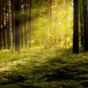 forest1.jpg