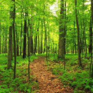 forest2.jpg