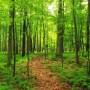 forest2.jpg