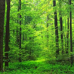 forest3.jpg